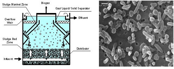 Anaerobic Biotechnology